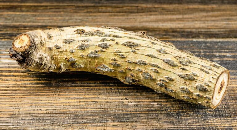 Surface characteristics of Isatis root herbal medicine