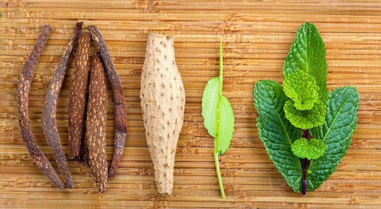 苍耳子散传统药材组合俯瞰图，包含苍耳子、辛夷、白芷、薄荷