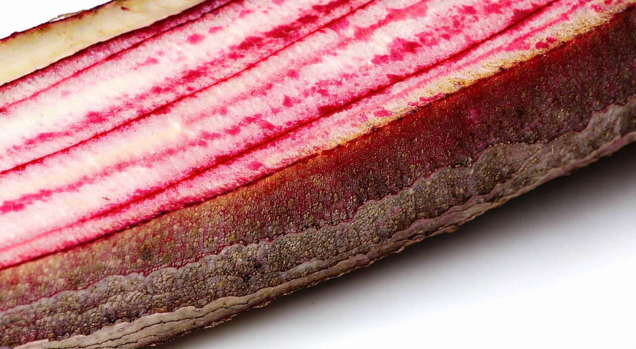 Close-up of a rhubarb decoction piece cross-section, showing a yellowish-brown granular surface and ring-arranged star spots.