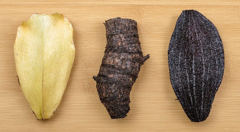 Visual comparison of fresh Rehmannia, dried Rehmannia and prepared Rehmannia