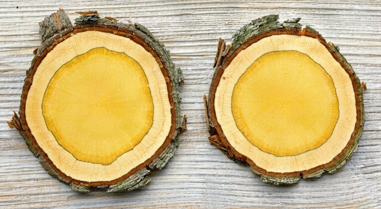 Slab-like bark of the Chinese medicinal herb Huangbai (Phellodendron amurense), showing its bright yellow inner surface and fibrous fracture.