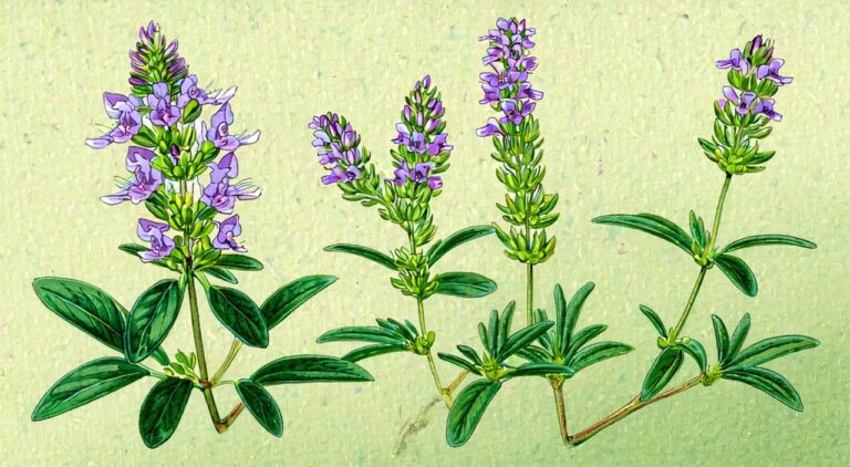 Illustration of the medicinal parts of the Schizonepeta plant