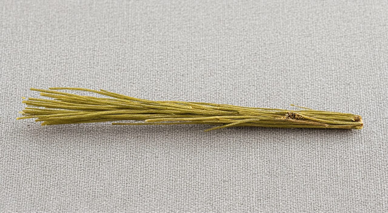 特写镜头下的干燥麻黄草质茎,可见节与纵棱