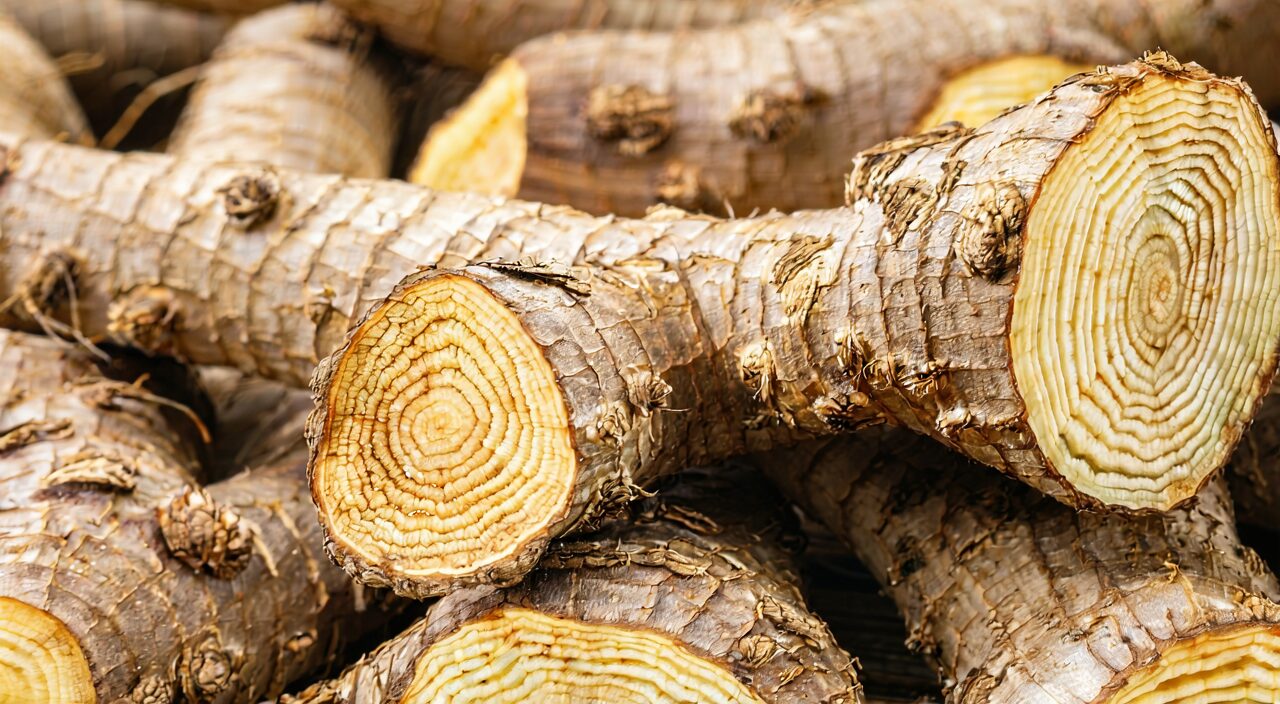 Close-up of Mai Dong medicinal material
