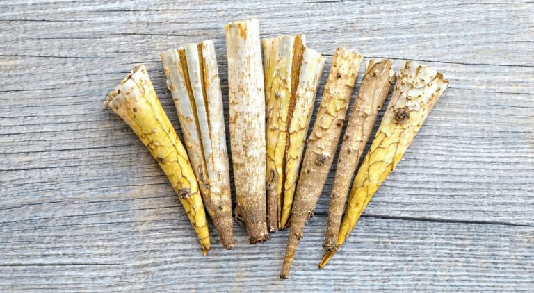 Whole dried root of Nanshashen (Adenophora) medicinal material