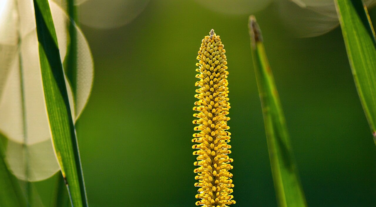 Close-up of bright yellow pollen scattering from the upper part of a cattail inflorescence