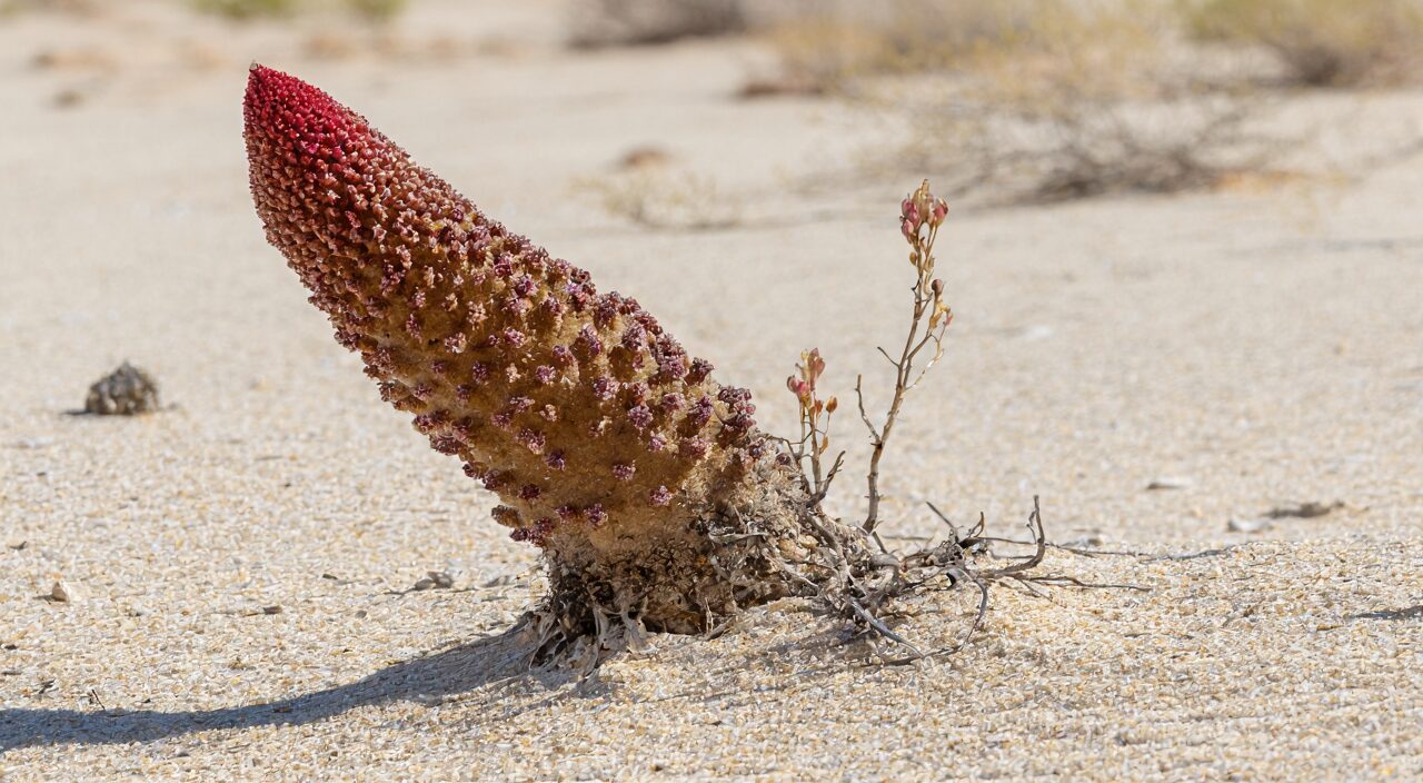 Original Suo Yang plant, fleshy stem emerging from sandy ground