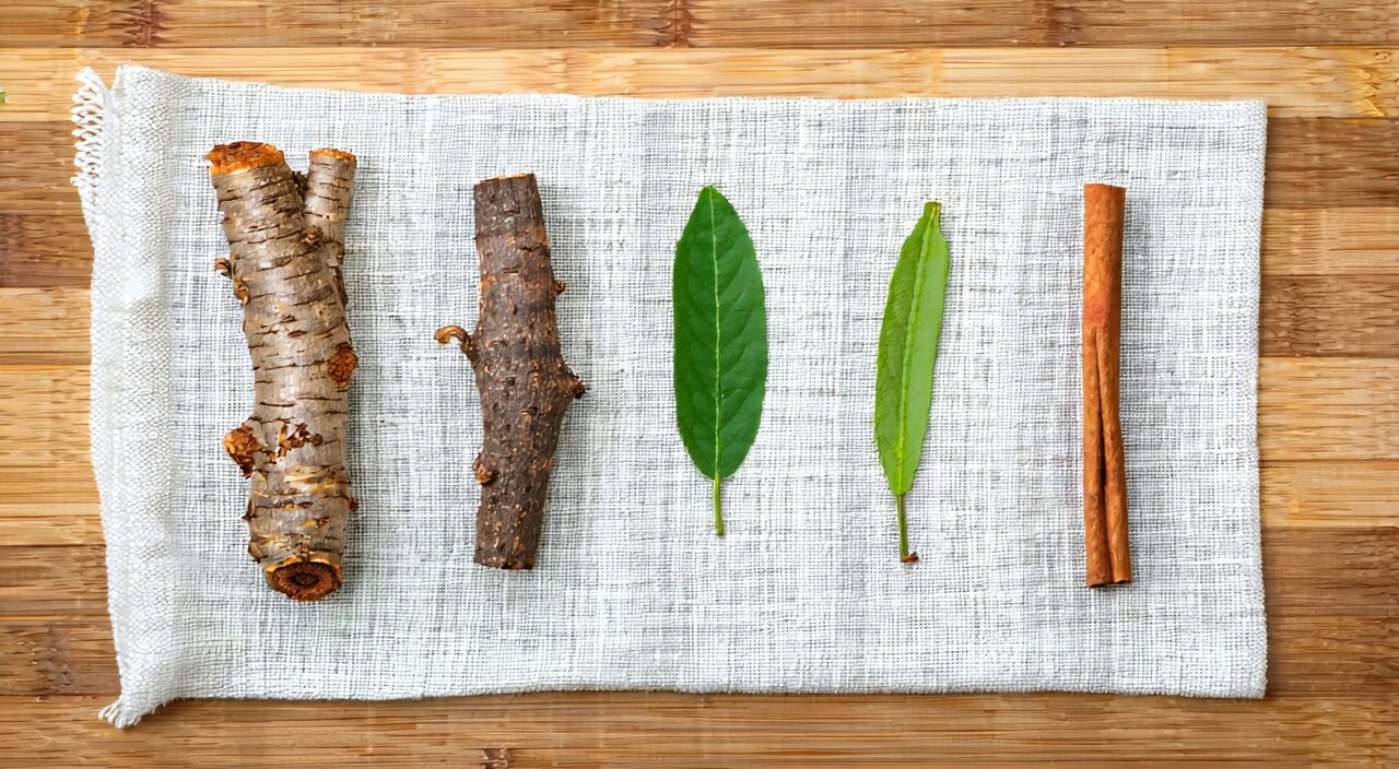 The five herbs in Wuling Powder: Alisma, Poria, Polyporus, Atractylodes, Cinnamon Twig