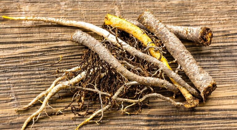 Close-up of dried Asarum roots and rhizomes