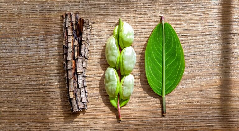 香薷散三味中药饮片组合：香薷、白扁豆、厚朴