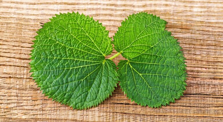Close-up cover image of perilla leaves