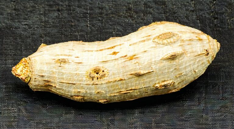 Appearance of dried Baifuzi tuber