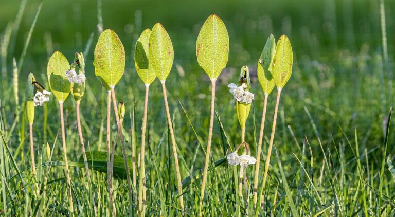 Close-up of fresh knotgrass plant, showing stem nodes, small leaves, and stipule sheaths
