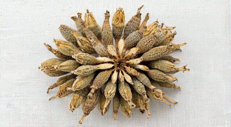 Appearance of the Chinese herbal medicine Kochia fruit
