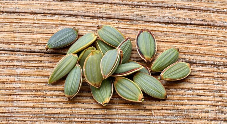 Close-up of Trichosanthes seeds