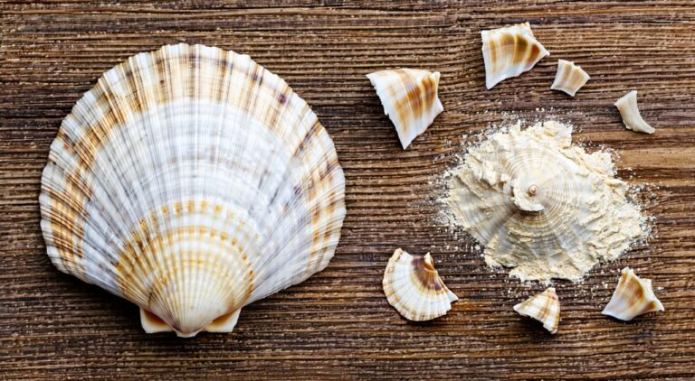 Sea clam shell medicinal material appearance, showing whole shells and powder form