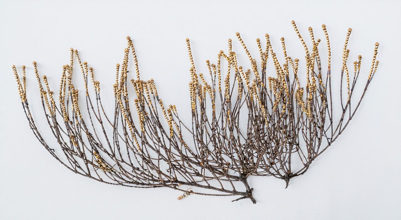 Unfolded branching structure of Hai Zao, showing leafy thallus and spindle-shaped air bladders.