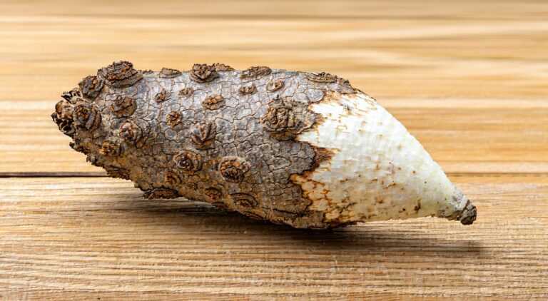 Dried Peking Spurge Root