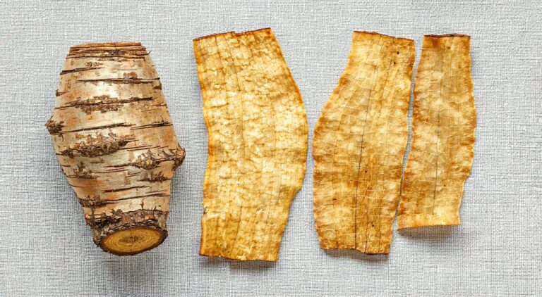 Dried root and slices of Sophora flavescens (Kushen)