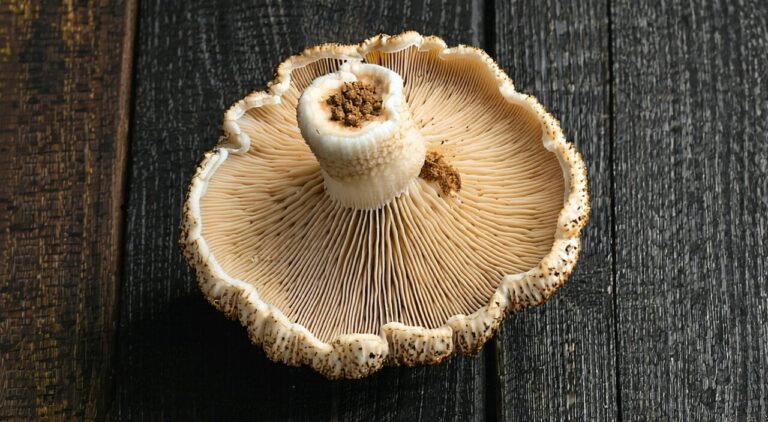 Puffball medicinal material display