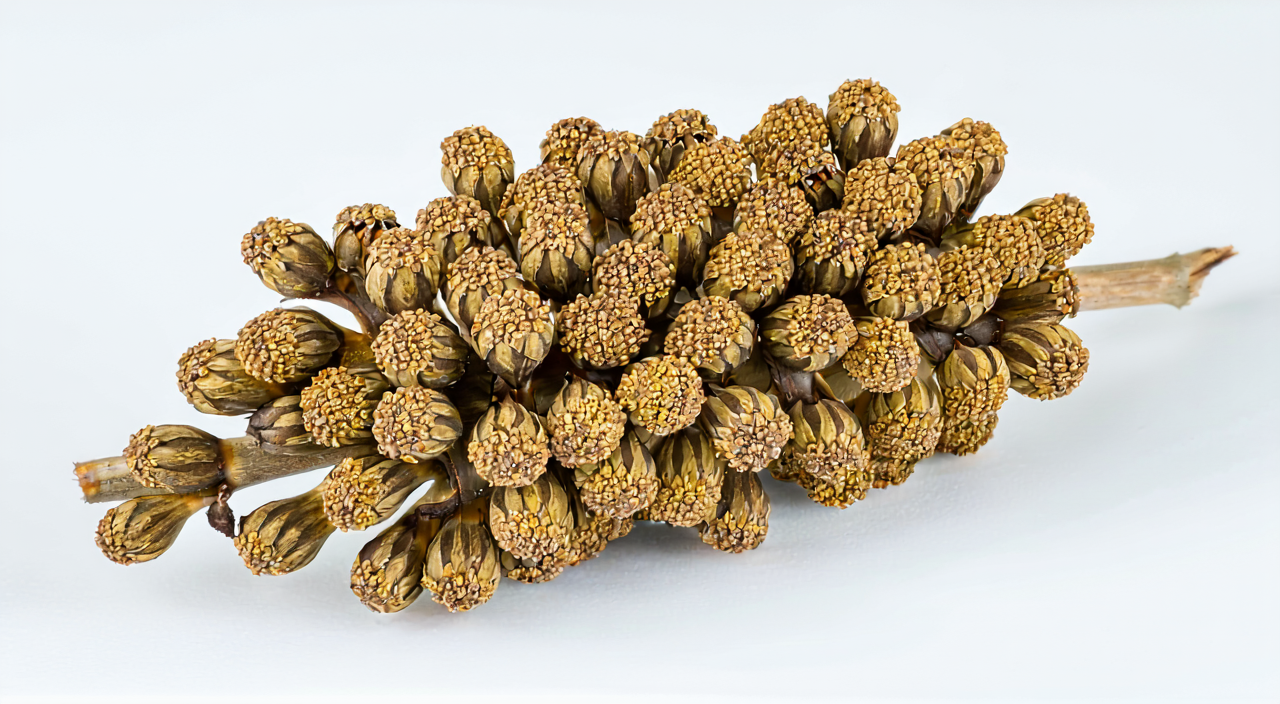 密蒙花圆锥状花序与花蕾形态