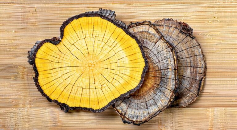 Dried Belamcanda chinensis rhizome slices with yellowish-brown surface and yellow cross-section