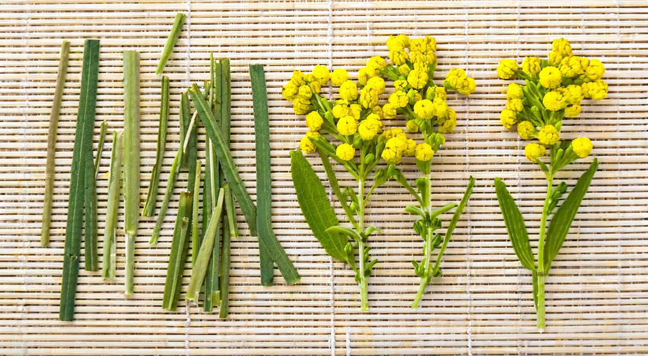 豨莶草干燥地上部分切段