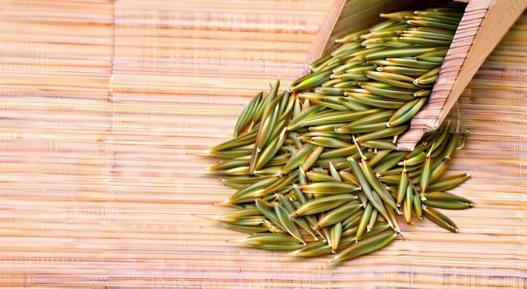 Close-up of a small pile of dried fennel yellow-green fruits