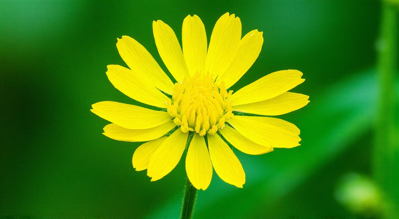 Detail of a wild chrysanthemum flower head, showing ray florets, disc florets, and involucral bracts