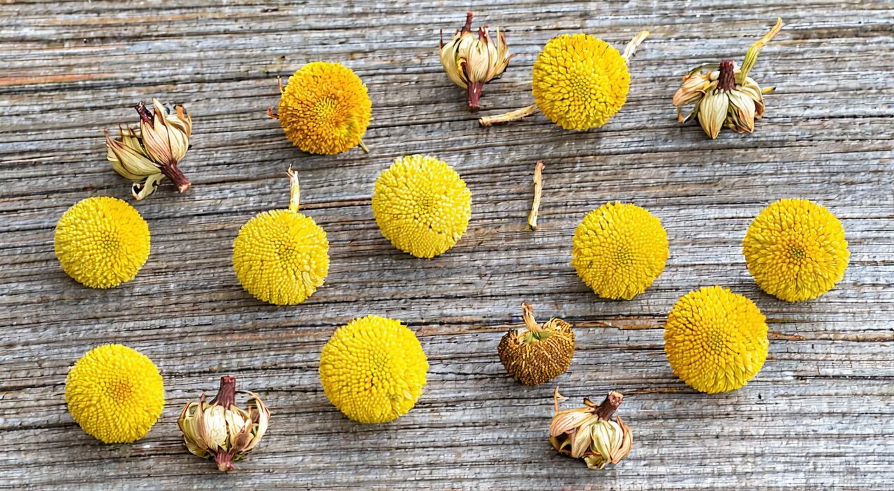 Dried wild chrysanthemum, spherical or flattened, yellowish-green to brownish-yellow