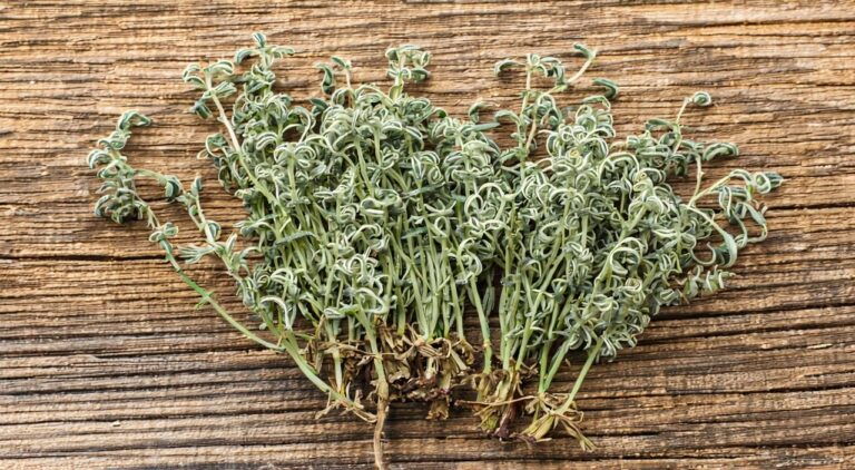 干燥茵陈药材外观