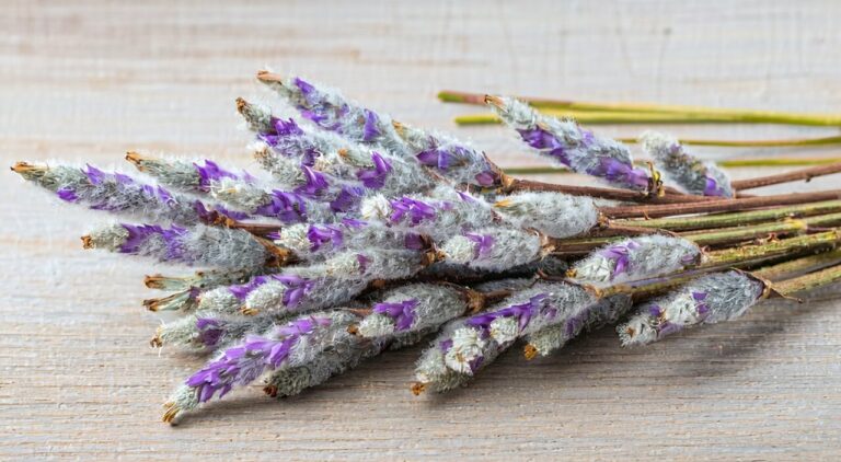 Close-up of dried Daphne genkwa flower buds